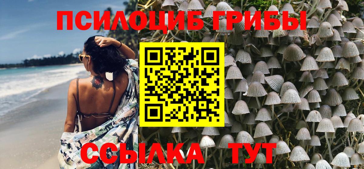 Псилоцибиновые грибы Psilocybine cubensis Михайловск